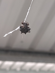 Thelacantha