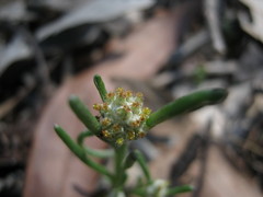 Blennospora drummondii