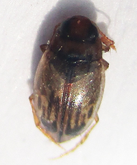 Dytiscoidea