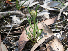 Blennospora drummondii