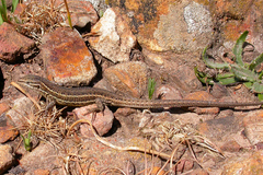 Psammodromus blanci