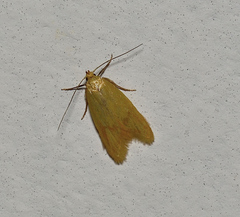 Aeolothapsa malacella