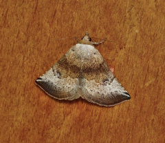 Mataeomera mesotaenia