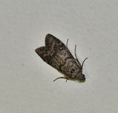 Heteromicta pachytera