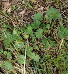 Alchemilla vulgaris, photograph (c) Bartosz Czołczyński, some rights reserved (CC BY)