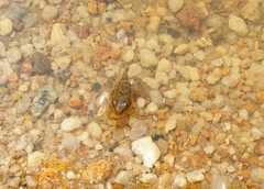 Fejervarya cancrivora