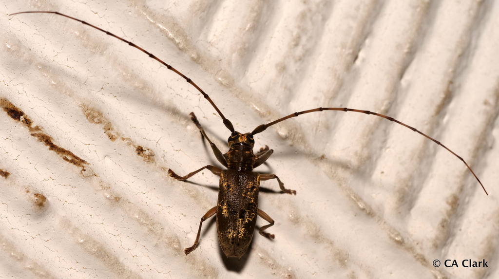 Acalolepta antenor fasciata from Koror, Palau on March 21, 2020 at 10