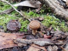 Lacrymaria asperospora