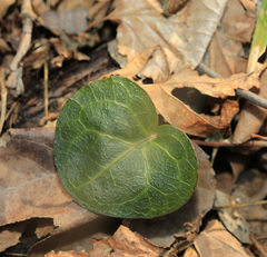Pyrola renifolia