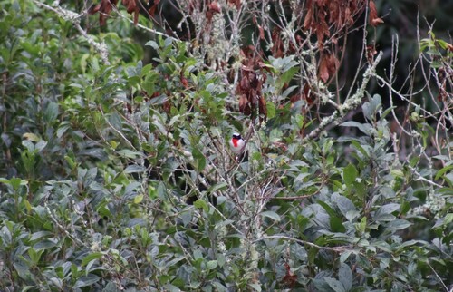 Cherry-throated Tanager