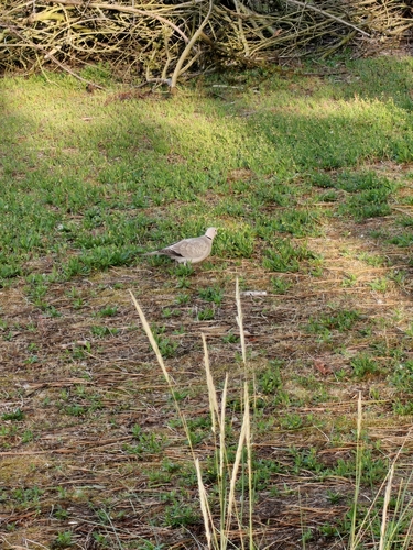 Eurasian Collared-Dove