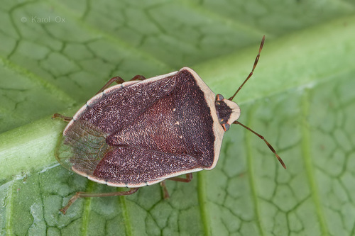 Southern Green Stink Bug
