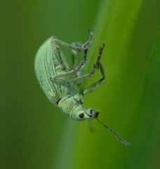 Polydrusus planifrons