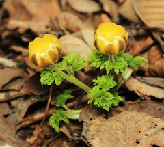 Adonis amurensis