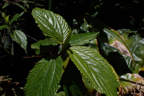 Boehmeria grandis observed 2026-05-28