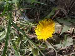 Taraxacum officinale