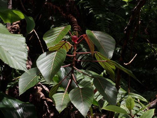 Urera observed 2026-05-28