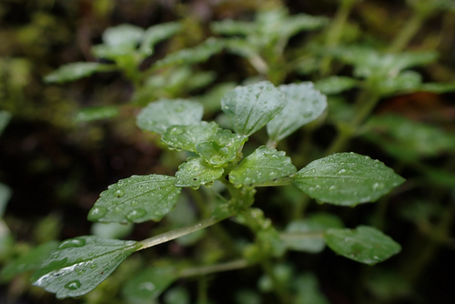 Pilea peploides observed 2026-05-29