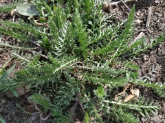Achillea millefolium