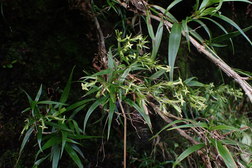 Kadua elatior observed 2026-05-29