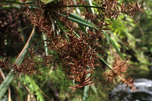 Cyperus sandwicensis observed 2026-05-29