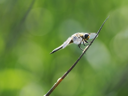 Four-spotted Skimmer