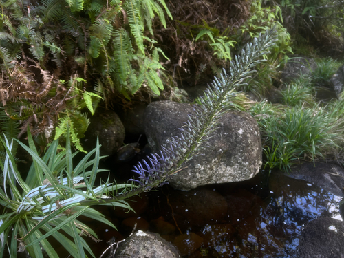 Lobelia hypoleuca observed 2026-05-25