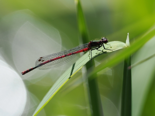 Large Red Damselfly