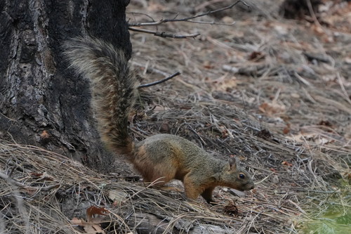 Mexican Fox Squirrel observed by averycunningham