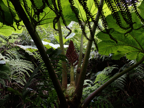 Gunnera kauaiensis observed 2026-05-29