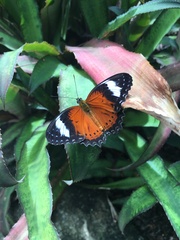 Cethosia penthesilea