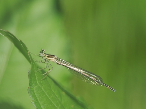 Blue Featherleg