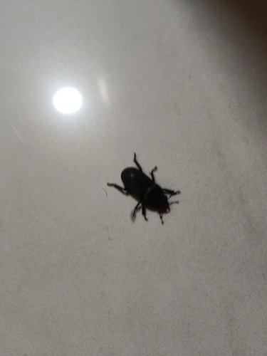 Lesser Stag Beetle