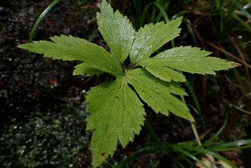 Ranunculus mauiensis observed 2026-05-29