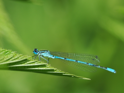 Azure Damselfly