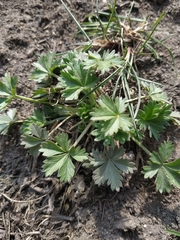 Potentilla argentea