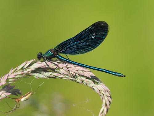 Beautiful Demoiselle