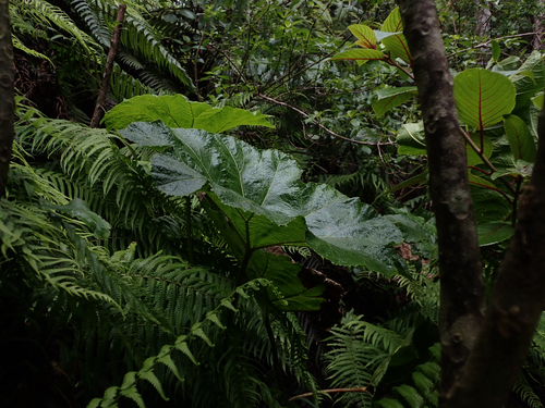 Gunnera kauaiensis observed 2026-05-29