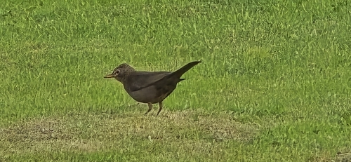 Eurasian Blackbird