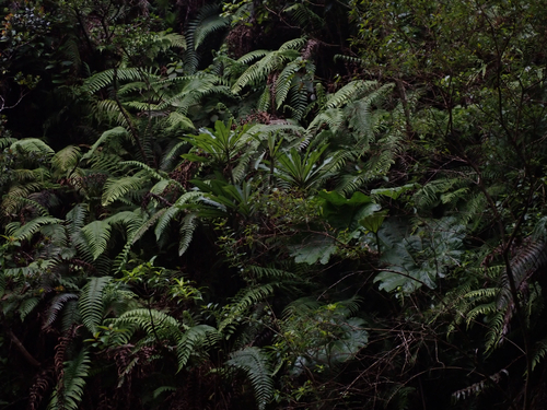 Cyanea fissa observed 2026-05-29