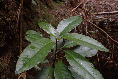 Charpentiera elliptica observed 2026-05-29