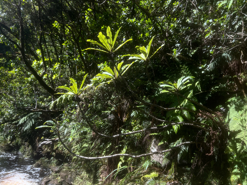 Cyanea fissa observed 2026-05-25