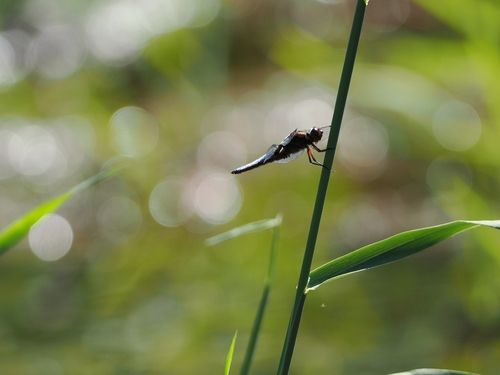 Broad-bodied Chaser