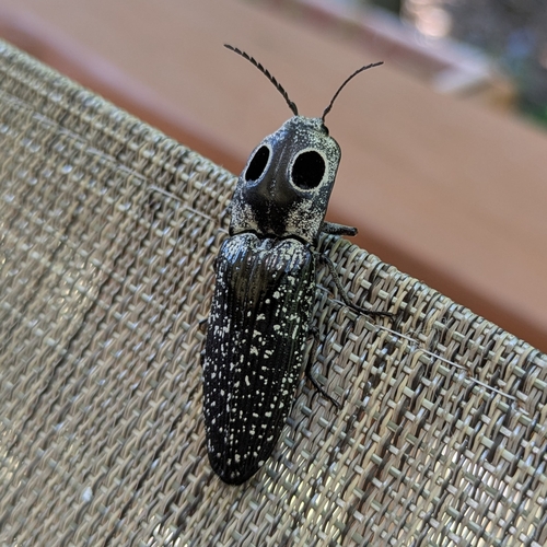 Eastern Eyed Click Beetle