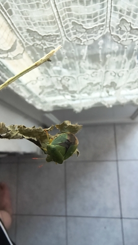 Green Shield Bug
