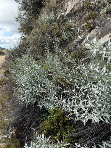 Stephanomeria cichoriacea, photograph 6