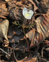 Anemonoides amurensis