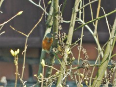 Erithacus rubecula