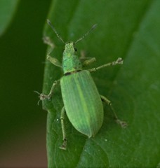 Polydrusus planifrons