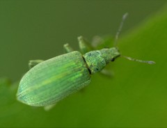 Polydrusus planifrons